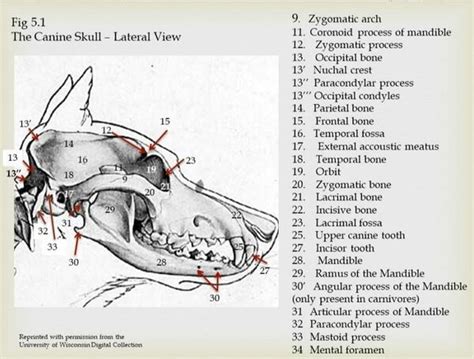 Anatomy of the Canine Spine - Physiopedia