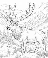 Premium Vector  Elk Hunting coloring pages sketch template