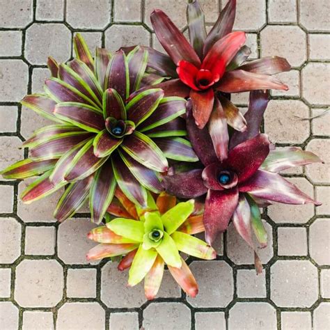 Bromeliad, Neoregelia - Campbells Nursery