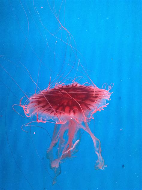 Free Images : underwater, jellyfish, blue, invertebrate, illustration ...