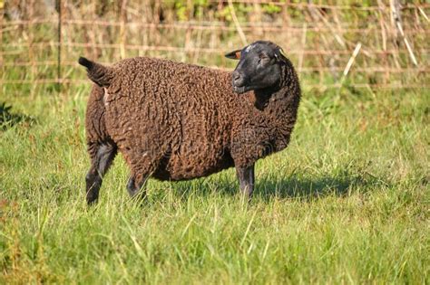 Dorper Sheep, Gotland Sheep and Mixed Breeds of Both Breeds Grazing in ...