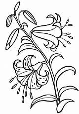 lily Flower Plant coloring Sheet  Beautiful Free Lily Coloring sketch template