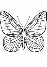Butterfly Coloring Sheet  Page Butterflies sketch template