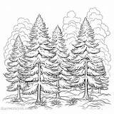 Pine Tree Coloring Pages For Nature Lovers – I Have Crayon sketch template