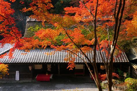 Autumn in Kyoto | Kyoto, Japan, Autumn