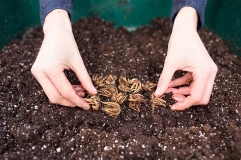 Como Plantar Ranúnculo | Horta em Casa