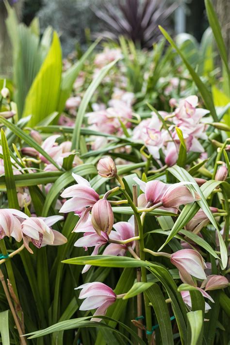 Chicago Botanic Garden Orchid Show-42 A • Rose Clearfield