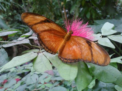 Butterfly at the Cockrell Butterfly Center - Houston Museum of Natural Science | Houston museum ...