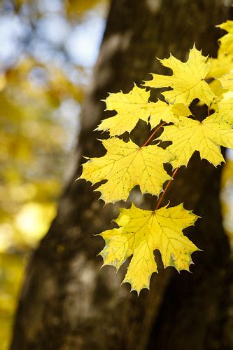 Autumn colors | Autumn colors in my neighborhood | georgemoga | Flickr