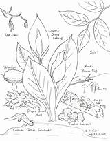 Coloring Page Wetland Spring sketch template