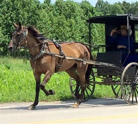 These 7 Places In Tennessee Amish Country Are Unique And Worth Visiting