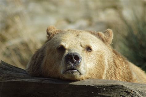 Close-up Photo of Grizzly Bear · Free Stock Photo