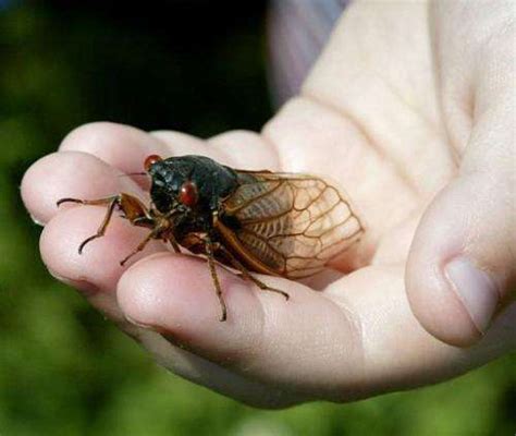 The cicadas are rising: US invasion in 5, 4, 3...