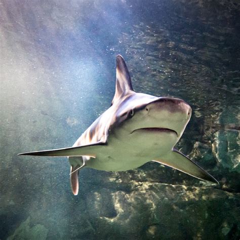 Sharks | SEA LIFE Orlando Aquarium