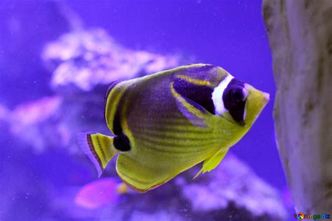 A yellow and purple fish free image - № 53765