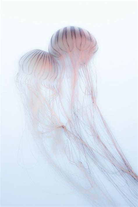 Ghost jelly | Pink jellyfish, Jellyfish, Sea creatures