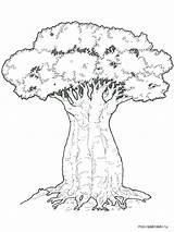Elm Tree Coloring Pages At GetColoringscom  Free Printable Colorings sketch template