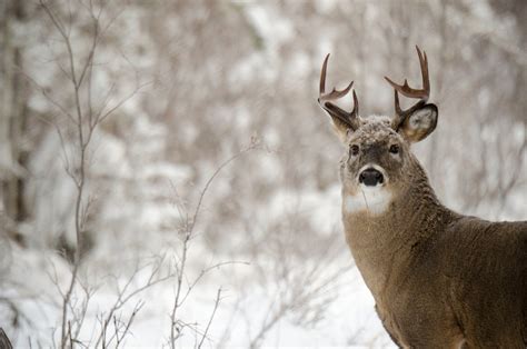 Why Is Deer Hunting in the Northwoods on the Decline? And Will It Ever Rebound? - Survival ...