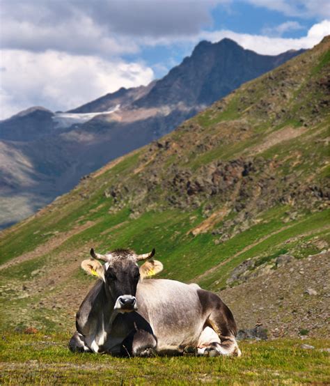 Free Images : landscape, nature, grass, wilderness, meadow, mountain range, wildlife, cow, herd ...