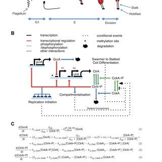 Minimal model of Caulobacter crescentus cell cycle. (A) Schematic of... | Download Scientific ...