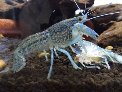 AquaLeaf Aquatics Self-Cloning Blue Marbled Crayfish | Procambarus ...