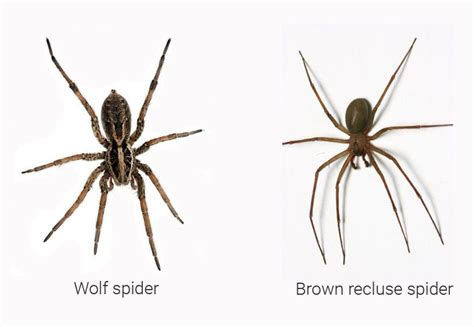 Wolf Spider Brown Recluse Comparison