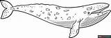Grey Whale Coloring Page  Easy Drawing Guides sketch template