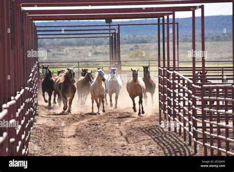 Galloping horses at 6666 Ranch, Guthrie, Texas, USA Stock Photo - Alamy