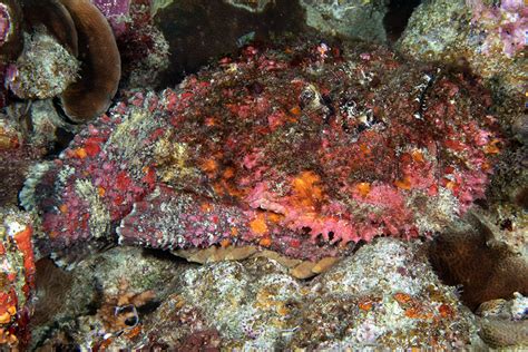 Synanceia verrucosa Reef stonefish, Mike's Bommie, Great Barrier Reef ...