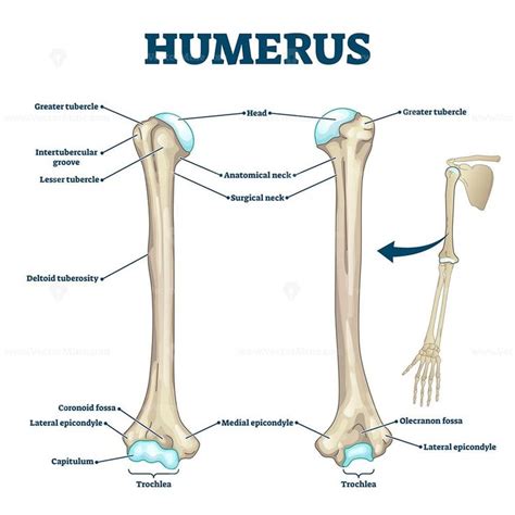 Humerus bone labeled vector illustration diagram – VectorMine | Anatomy, Human anatomy and ...