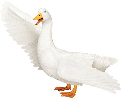 aflac logo png 20 free Cliparts | Download images on Clipground 2024