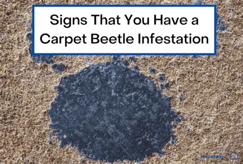 Does Seeing One Carpet Beetle Mean Infestation | www ...