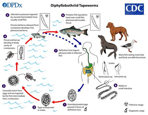 Diphyllobothrium Latum Life Cycle