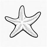 Sea Star Coloring Images  Free Download On Freepik sketch template