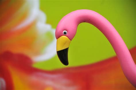 Plastic Flamingo Free Stock Photo - Public Domain Pictures