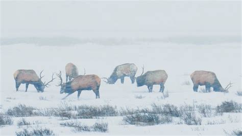 Where do Elk go in the winter? (Wildlife Migration) - YouTube