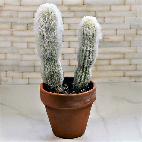 Old Man Cactus - Growing Tips for Cephaocereus Senilis