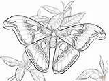 Realistic Atlas Moth Coloring Page  Free Printable Coloring Pages sketch template