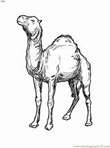 Free Printable Camel Coloring Pages For Kids sketch template