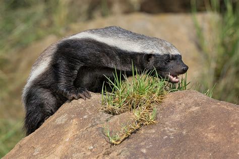 Honey Badger (Ratel) | San Diego Zoo Animals & Plants