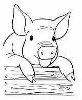 Free Printable Pig Coloring Pages For Kids sketch template