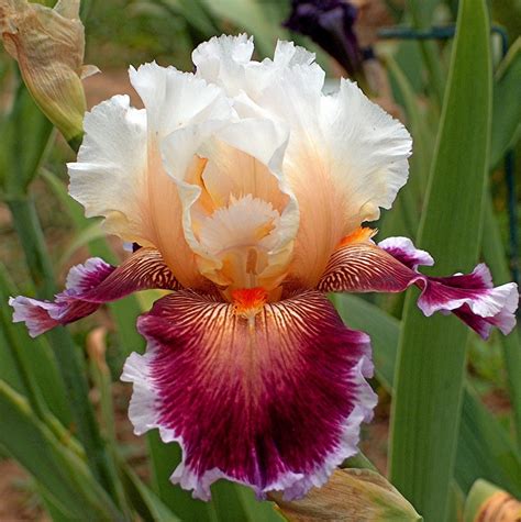 Iris Show features irises in all their colors – Santa Cruz Sentinel