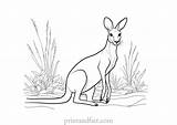 Kangaroo Coloring Page  Free Printable Kangaroo Coloring Sheet sketch template