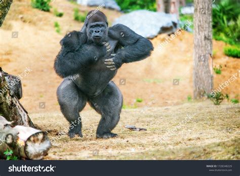 373 Gorilla Chest Images, Stock Photos & Vectors | Shutterstock