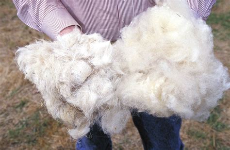 File:Wool.www.usda.gov.jpg - Wikimedia Commons