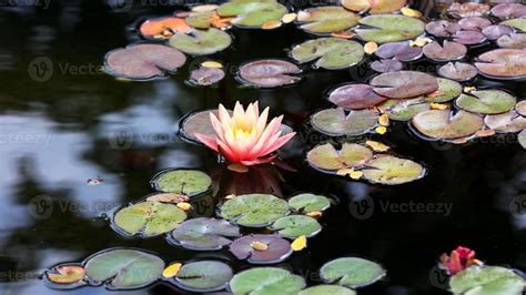 Water Lily and pods in the pond 15486651 Stock Photo at Vecteezy