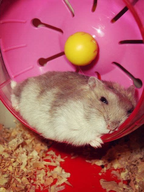 Fat Little Hamsters.!!