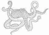 Printable Coloring Pages Octopus sketch template