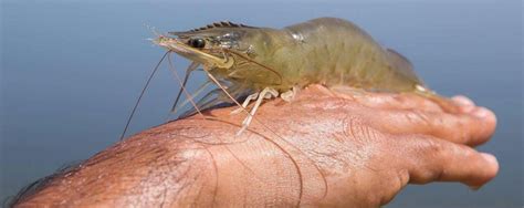 Aquaculture - Shrimp | Cargill