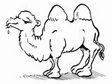 Camel Coloring Pages For Kids Photos – Animal Place sketch template